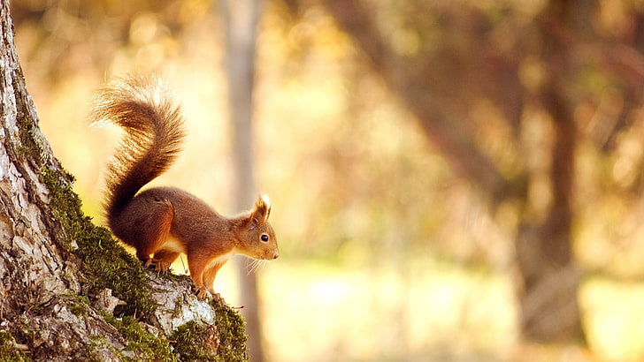 squirrel, rodent, fox squirrel, fox, tree squirrel, canine, mammal, red fox, animal, wildlife, fur, wild, cute, kit fox, HD wallpaper