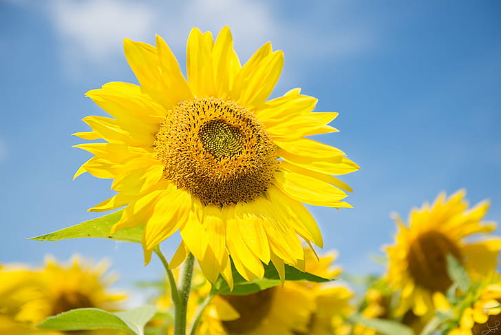 shallow focus photography of sunflower in sunflower field under clear sky during daytime, sunflower, Sunflower, shallow focus, photography, field, daytime, Sunflowers, Ottawa, Nikon D800e, 70mm, yellow, nature, agriculture, summer, plant, flower, outdoors, rural Scene, sky, blue, petal, seed, leaf, HD wallpaper
