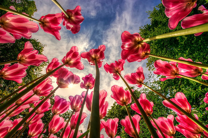 tulipes, fleurs, bleu, ciel, vue d'oeil de ver, Fond d'écran HD