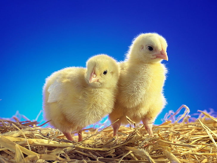 two yellow chicks, chickens, chicks, couple, caring, HD wallpaper