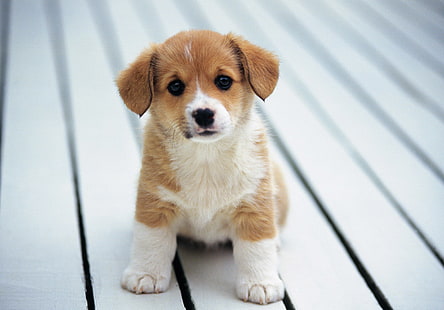 가장 친한 친구, 불독, 귀여운 강아지 사진, 개 이미지, 개, 강아지, 개, 골든 리트리버 사진, 푸치 사진, HD 배경 화면 HD wallpaper