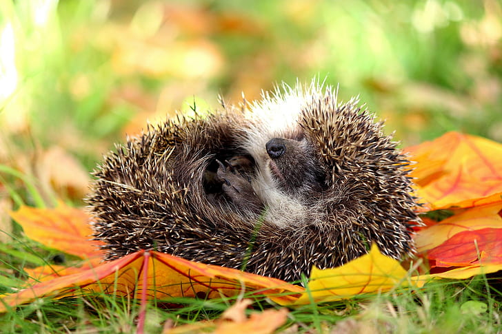 Hedgehog, nature, brown and white porcupine, hedgehog, Nature, Autumn, HD wallpaper