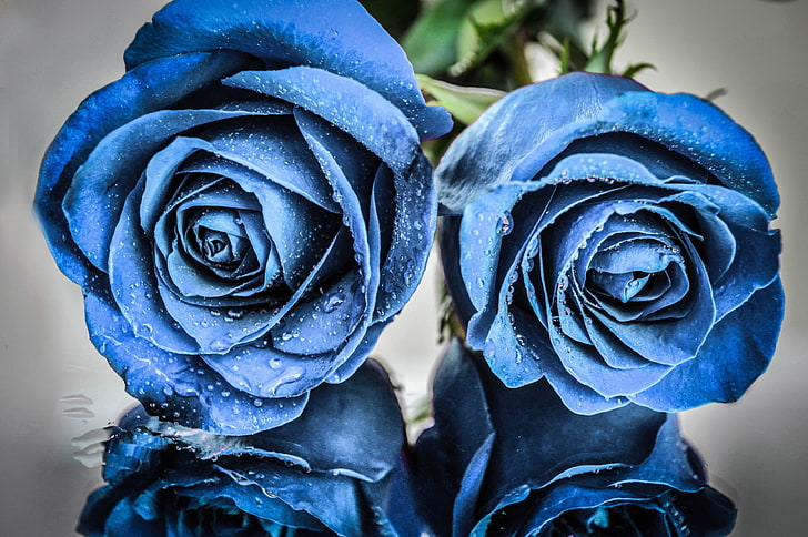 голубые цветы, розы, растения, цветы, капли воды, HD обои