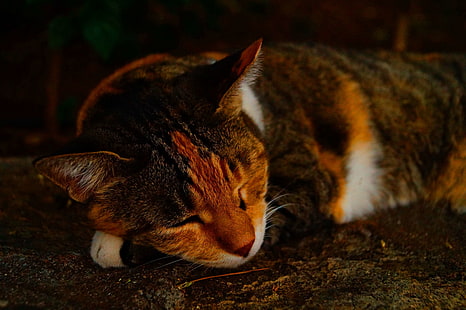gatto, sonno, primavera, Sfondo HD HD wallpaper