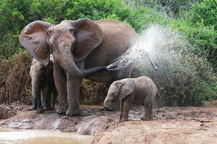 сив слон, слонове, къпане, женски, слон телета, вода, HD тапет