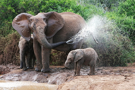 сив слон, слонове, къпане, женски, слон телета, вода, HD тапет HD wallpaper