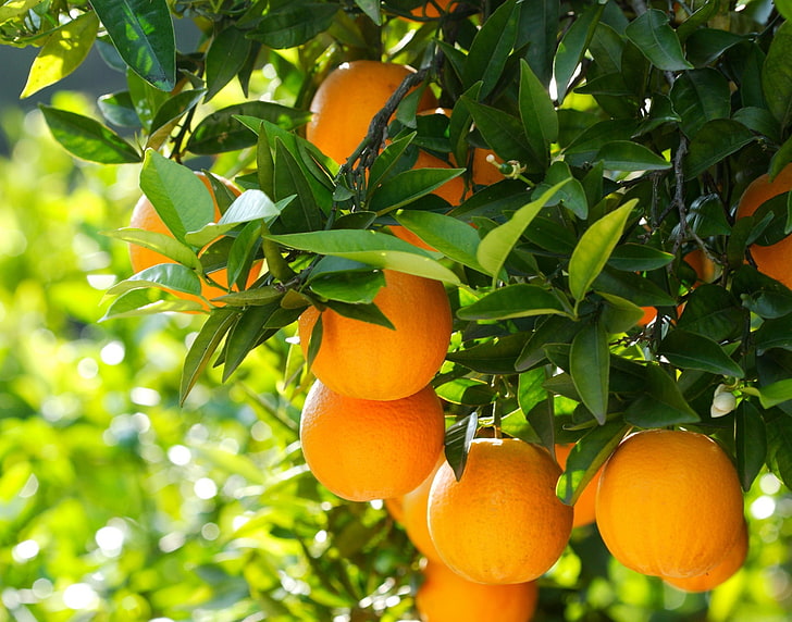 okrągły pomarańczowy owoc, natura, drzewo, pomarańcze, owoce, drewno, owoce, Tapety HD