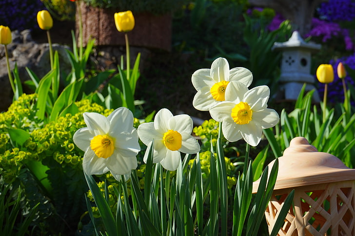 white-and-yellow narcissus flowers, flowers, nature, garden, tulips, daffodils, HD wallpaper