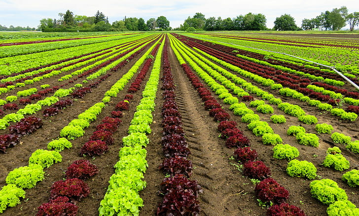Field, Lettuce, Cultivation, Vegetables, HD wallpaper