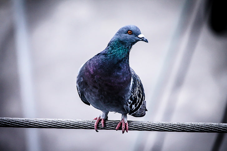 파란 비둘기, 비둘기, 새, 철사, 앉다, HD 배경 화면