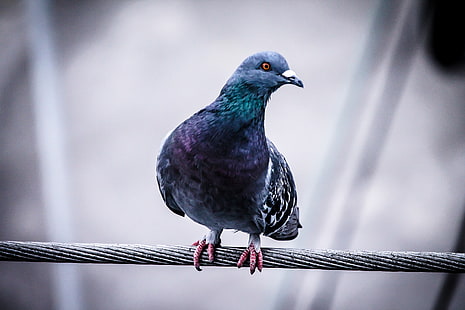 blue pigeon, dove, bird, wire, sit, HD wallpaper HD wallpaper