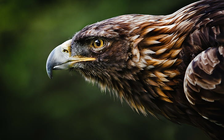орел, източен императорски орел, природа, животни, птици, HD тапет
