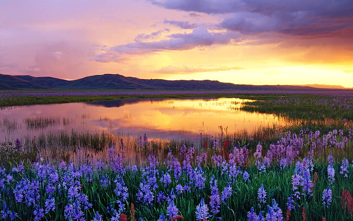 clouds, flowers, landscapes, meadow, mountains, sunset, swamp, HD wallpaper