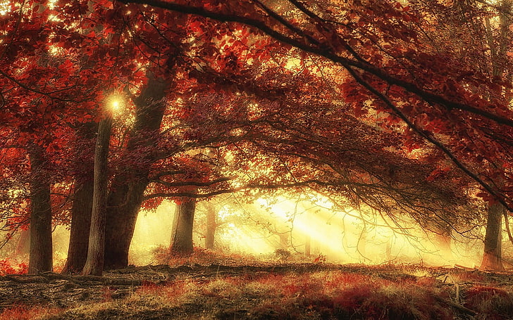 pohon merah dengan ilustrasi batang coklat, alam, pemandangan, sinar matahari, hutan, kabut, jatuh, rumput, pohon, pagi, merah, sihir, sinar matahari, Wallpaper HD