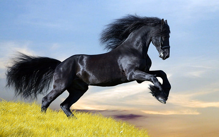 تمثال حصان أبيض وأسود ، حيوانات ، حصان ، حصان أسود، خلفية HD