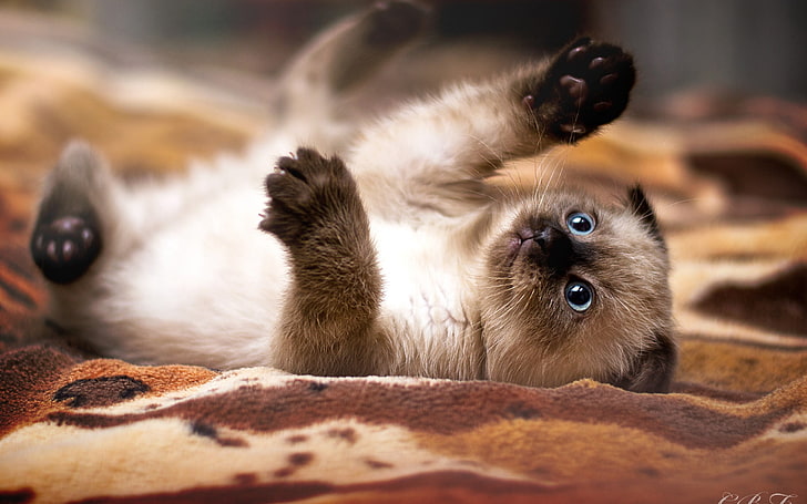 Siamese kitten, kitten, cat, playful, down, paw, HD wallpaper