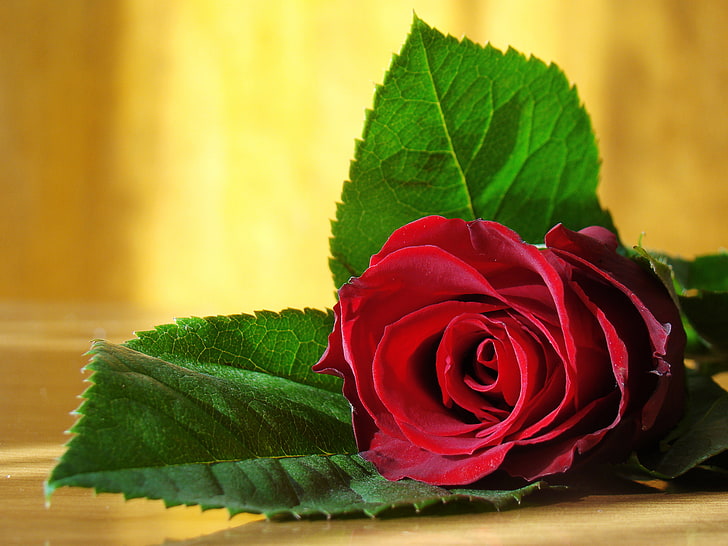 red rose flower, love, flowers, photo, romance, rose, beauty, colors, photos, red, beautiful, still life, red rose, flower, photography, floral, for you, pretty, romantic, cool, lovely, nice, elegantly, delicate, elegant, cute, thin, HD wallpaper