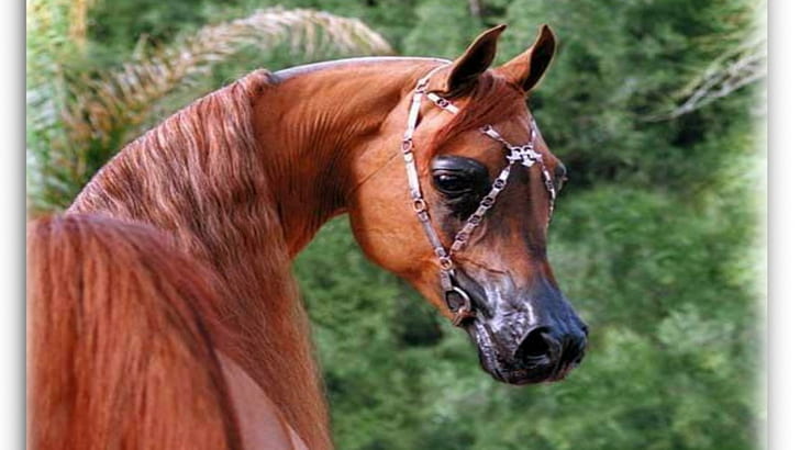 Красива червена арабия, кафяв кон, кафяви коне, коне, животни, понита, природа, жребци, червена арабия, HD тапет