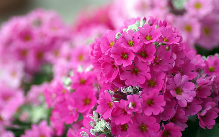 Pequeñas flores de color rosa, flores de pétalos de rosa, flores, 1920x1200, floral, Fondo de pantalla HD