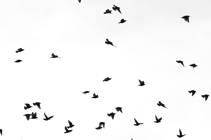 4 jpg, pájaros, bokeh, rebaño, cielo, Fondo de pantalla HD