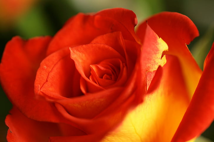 foto fokus selektif mawar Merah dan kuning, mawar, terbakar, fokus selektif, foto, mawar merah, kuning, alam, bunga, daun bunga, tanaman, close-up, keindahan Di Alam, mawar - Bunga, Kepala bunga, Bunga tunggal, makro, Wallpaper HD