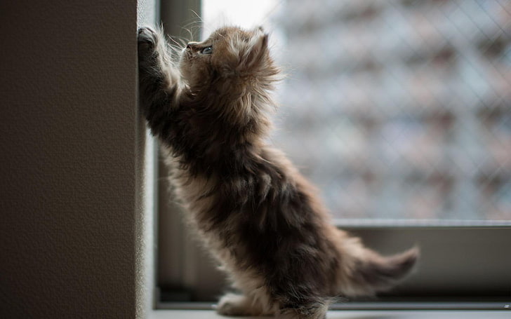 gatinho marrom ao lado do painel de vidro, gato, animais, gatinhos, Ben Torode, janela, HD papel de parede