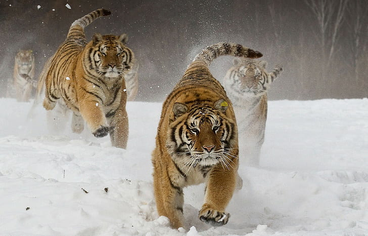 природа пейзаж сибирский тигр бегущие животные большие кошки зима снег, HD обои