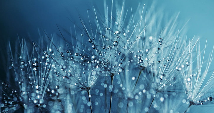 blue, clear, close up, colors, dandelion seeds, dandelions, dew, dewdrops, drop of water, droplets, drops of water, flora, flowers, focus, h2o, liquid, nature, soft, sparkle, water, waterdrops, wet, royalty  image, HD wallpaper