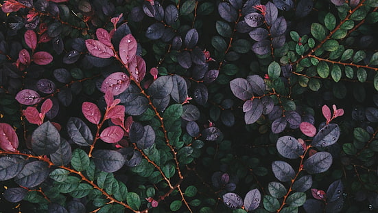 plantes à feuilles rouges et vertes, feuilles, nature, Fond d'écran HD HD wallpaper