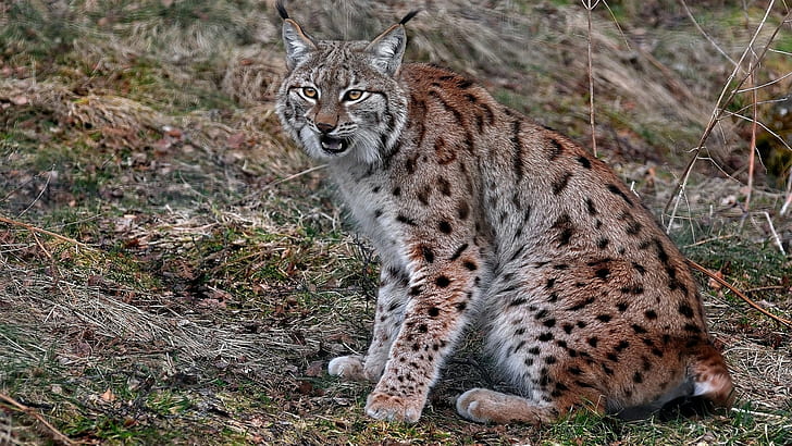 Lynx, kucing, kucing besar, hewan, mamalia, Wallpaper HD