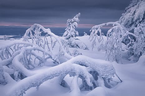 추위, 겨울, 자연, 얼음, HD 배경 화면 HD wallpaper