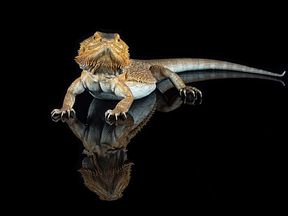 Reptil, Bearded Dragon, Lizard, Wallpaper HD HD wallpaper