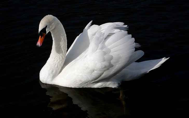 бяла патица, лебед, птица, вода, плуване, черен фон, HD тапет