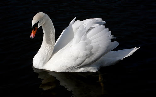 pato blanco, cisne, pájaro, agua, nadar, fondo negro, Fondo de pantalla HD HD wallpaper