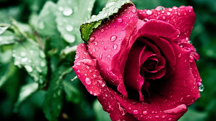 red rose, rose, drops, water drops, rain drops, close, HD wallpaper