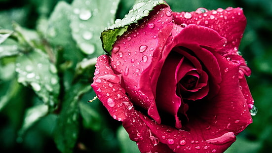 красная роза, роза, капли, капли воды, капли дождя, близко, HD обои HD wallpaper