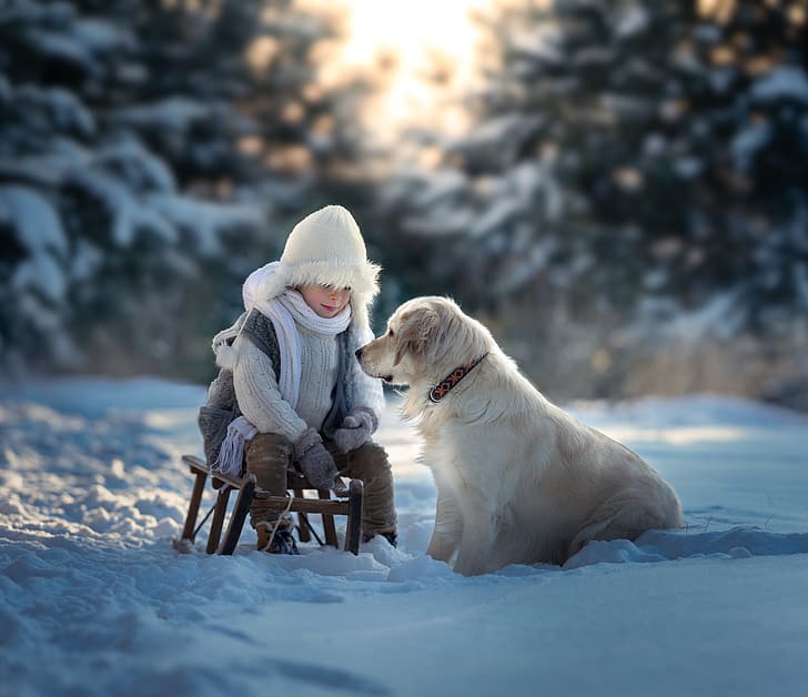 winter, snow, dog, boy, sled, Golden Retriever, HD wallpaper