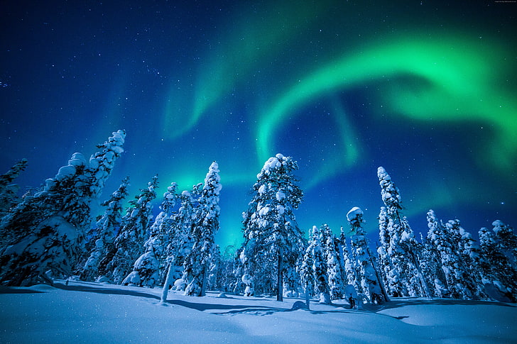 Финляндия, дерево, ночь, снег, северное сияние, 5К, зима, Лапландия, HD обои