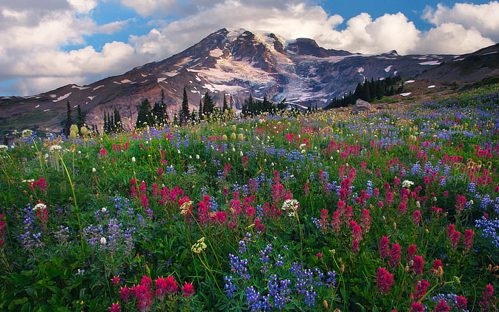 Łubin Niebieskie i czerwone kwiaty Mount Rainier Najwyższa góra w Waszyngtonie Krajobrazy Natura 1920 × 1200, Tapety HD