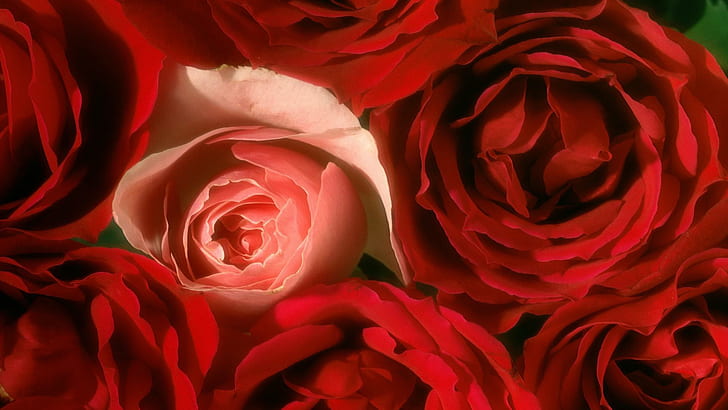 Розы сверху, красные и розовые розы, цветы, 1920x1080, роза, HD обои