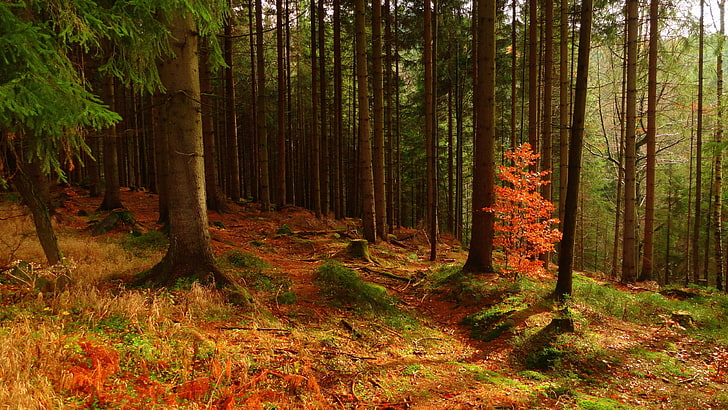 зеленые листовые деревья, природа, пейзаж, деревья, лес, лес, осень, мох, ветка, грунтовая дорога, холмы, листья, HD обои