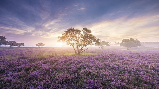 letto di fiori viola con petali, paesaggio, alba, nebbia, fiori, rosa, nuvole, Sfondo HD HD wallpaper