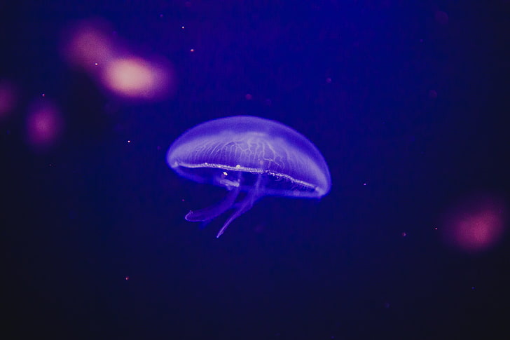 фиолетовые медузы цифровые обои, медузы, подводный мир, фосфор, свечение, HD обои