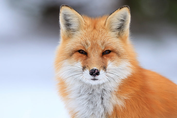 Orange und weißer Fuchs, Porträt, Fuchs, HD-Hintergrundbild
