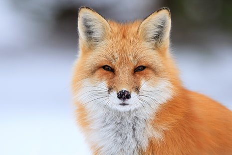 orange and white fox, portrait, Fox, HD wallpaper HD wallpaper