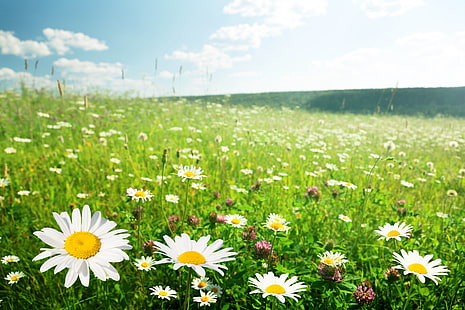 снимка на поле с цветя на маргаритка, HD тапет HD wallpaper