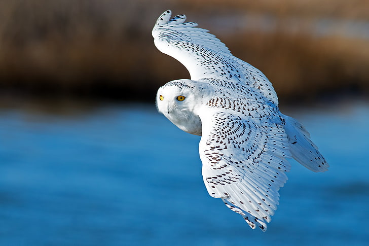 búho blanco y gris, pájaro, alas, vuelo, búho nival, búho blanco, Fondo de pantalla HD