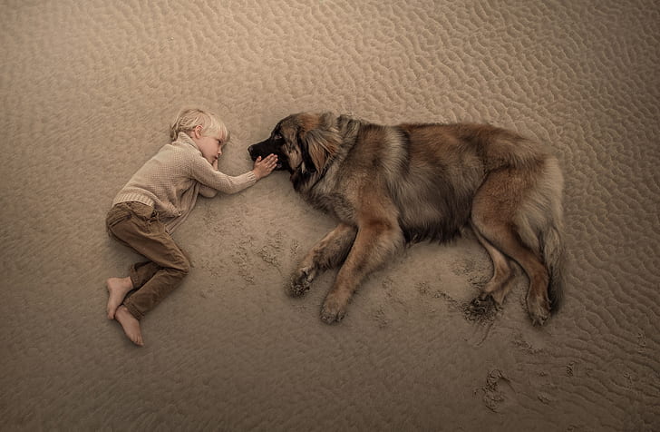 Фотография, дете, момче, куче, Леонбергер, малко момче, легнало, пясък, HD тапет