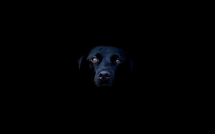 labrador, animals, dog, black, HD wallpaper