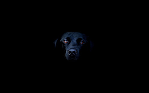 labrador, animaux, chien, noir, Fond d'écran HD HD wallpaper